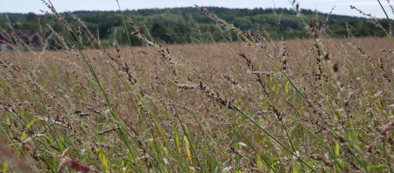 Hønsehirse og kveke blir drept. Luk vekk planter og fjern dem fra åkeren. Erfaring viser at de lett roter seg om plantene blir i åkeren. Har plantene satt frø bør de graves ned/brennes.