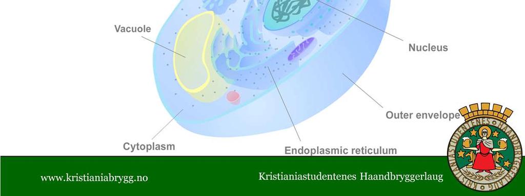 I prokaryote celler (bakterier) svømmer DNAet rundt i cellen Livsformer som er relevante for ølbrygging er encellede, dvsat hver celle er en uavhengig livsform.