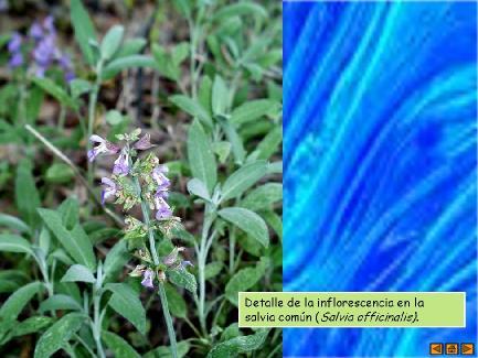 Salvia officinalis Labiatae Thujona 40-60 % % Camphor 5-22