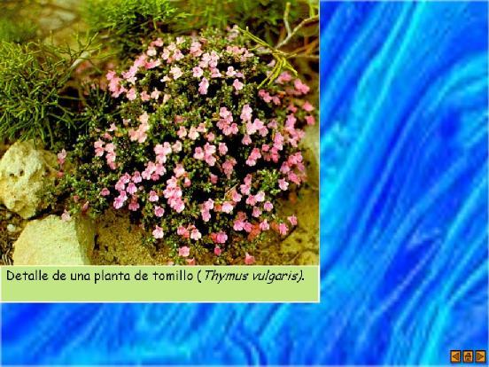 Thymus vulgaris Labiatae Thimol 40 % % p-cimeno 30 %