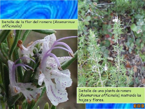 Rosmarinus officinalis (Labiatae) Cineol 15-45 % α-pineno 10-25 %
