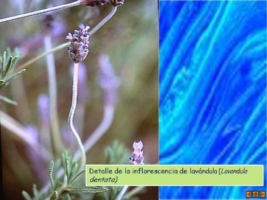 Lavandula officinalis Lavandula angustifolia (Labiatae) Acetato