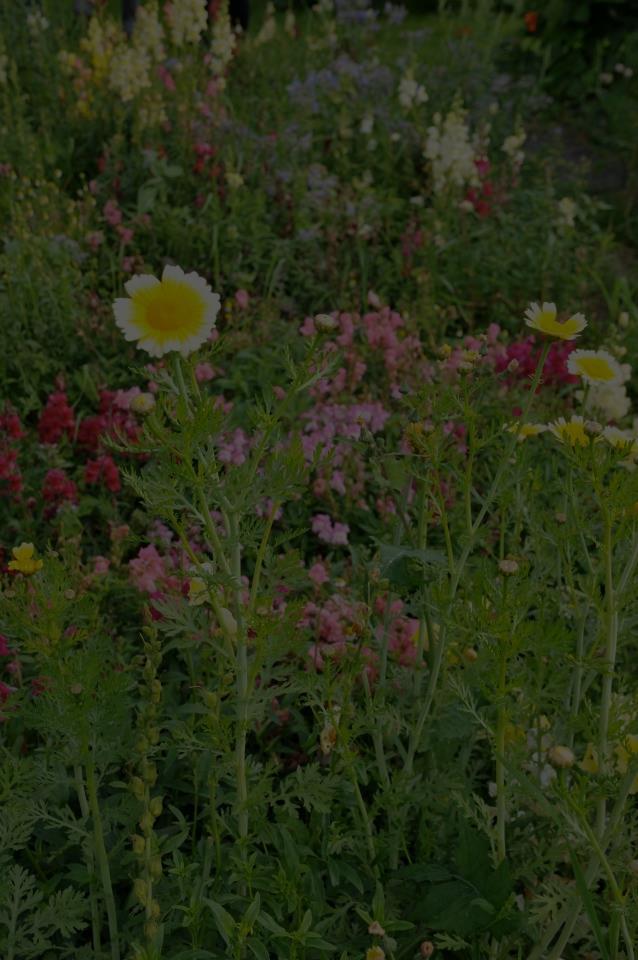 Økologisk sommerkafé For barn og voksne ved skolen Velkommen til sommerkafé og sosialt samvær Onsdag 7.juni kl. 14.00 17.