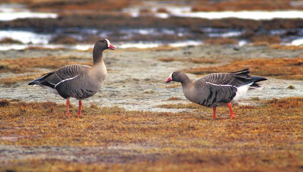 Fortsatt håp for den «syngende gåsa»? Foto: Ingar Jostein Øien.