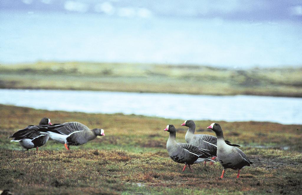 Dverggjessene ankommer Valdakmyra i Finnmark i midten av mai hvert år, enten parvis, eller i små grupper.