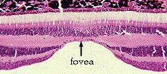 Netthinna (retina) Netthinna er det lysfølsomme laget bak i øyet. Dekker omtrent 65% av den indre flaten. Omtrent 0 millioner detektorer. To typer: staver ( rods ) og tapper ( cones ).