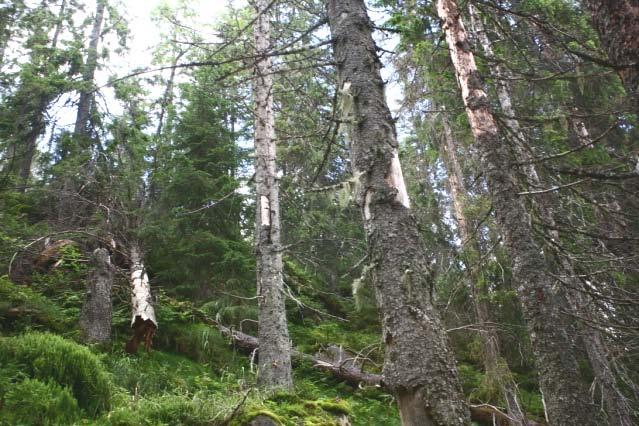 Befaring/fagdag i marka. Forslag til deltakere: Statskog, entreprenør, NNV Lier, skogbrukssjef/viltansvarlig i aktuelle kommuner (Modum, Øvre og Nedre Eiker, Lier), evt Fylkesmannen.