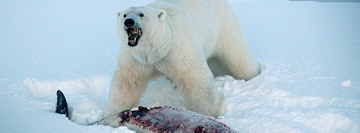 Isbjørn vil ha maten for seg selv!