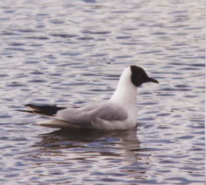 Hettemåken ble sett i perioden april-oktober, med første observasjon 0.0. 01. Den opptrer ofte sammen med fiskemåke ved Bogstadvannet eller på jordene ved Fossum.