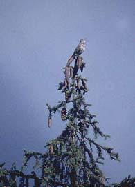 Måltrosten er vanlig hekkfugl i granskog i området. Første observasjon på våren 01 var 05.0. Den opptrer i blandende trostflokker i trekkperiodene, bl.a. på golfbanen.