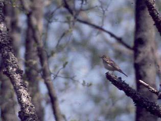 Heipiplerke 1, 0, 0, 3 1 Heipiplerken ble sett i trekkperiodene i april-mai og august-september. Den opptrådte da i flokker eller enkeltvis på jordene og golfbanen. Første observasjon i 01 var 11.0. På høsten ble heipiplerken sett siste gangen 07.