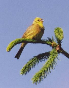 En liten gruppe bjørkefink ble sett ved Triungsvann i juli. Gulspurv 1, 0, 0, 3 1 Gulspurven er vanlig i området hele året, men observasjonsfrekvensen viser at forekomsten var lavest i februar.