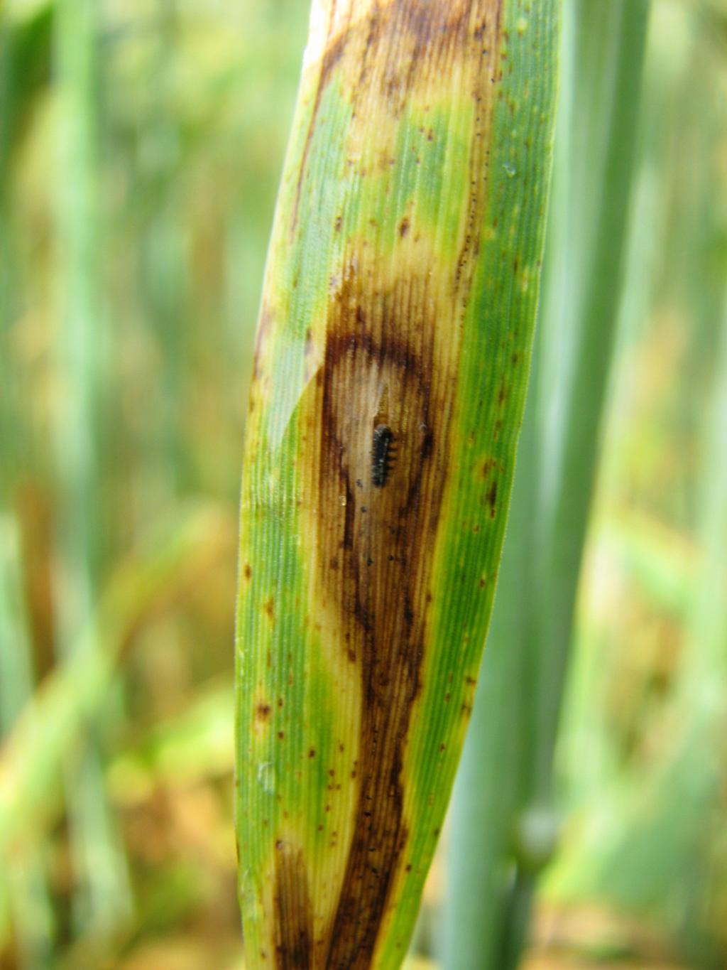 Forveksling: De lyse gangene som larven lager, får ofte brune kanter etter hvert som plantevevet dør.