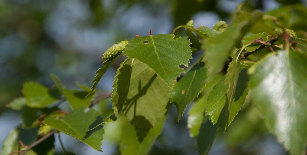 Insekter kan også ta med seg frø og spre dem slik at nye trær vokser opp nye steder. HVA KJENNETEGNER EGENTLIG ET TRE? Barskog.