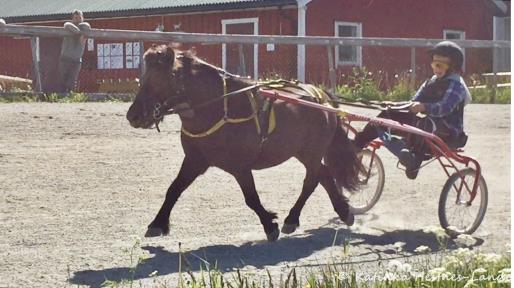 Fellestrening 12.6 1 ponni og 13 hester deltok.