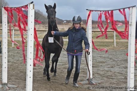 mange fine individer, og hele 17 hester/ponnier ble stilt i kvalitet 1 og kjempet dermed om å bli