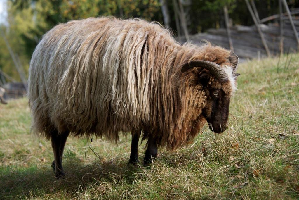 Våre bunadskvaliteter Vadmel o 545