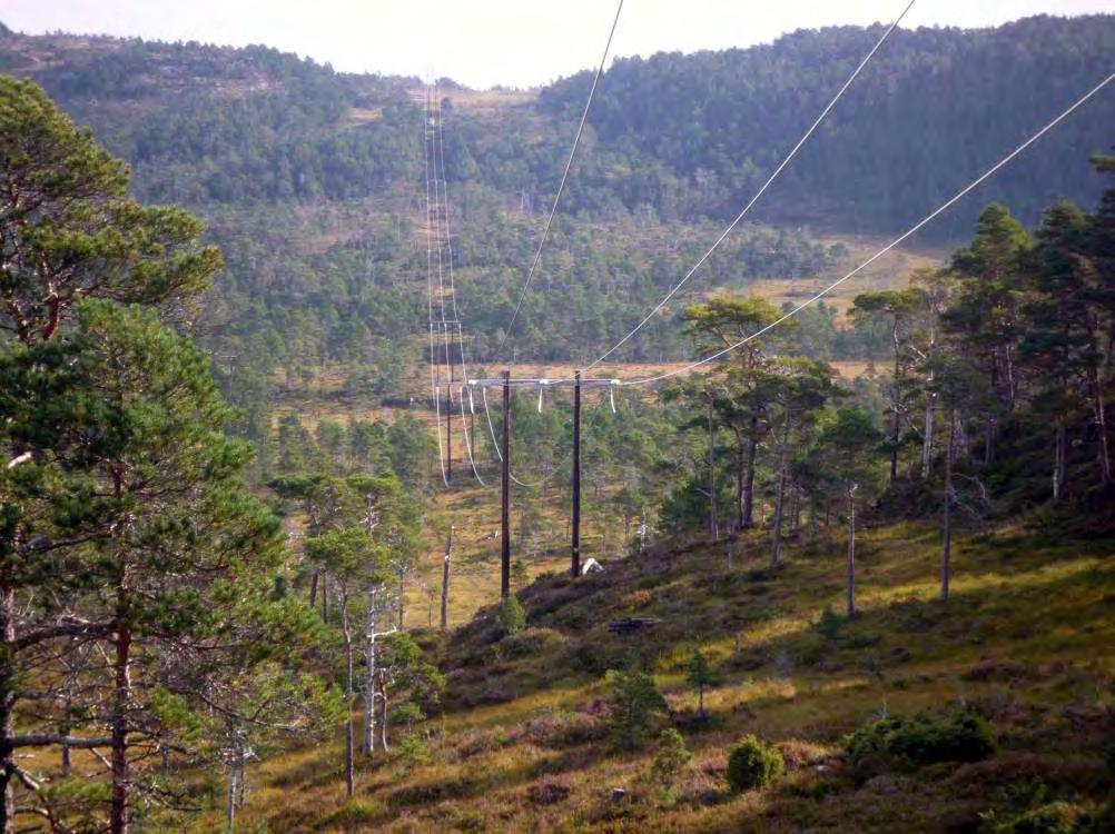 Figur 48. Typisk terreng på Hitra med myrer og glissen furuskog. Eldsfjellet er et viktig fugleområde på Hitra med særlig betydning for lirype og orrfugl.