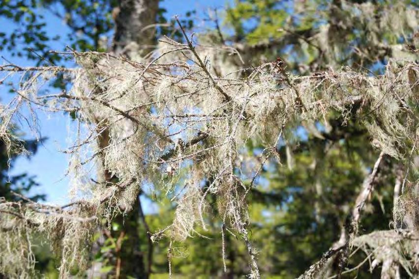 I lavereliggende områder innerst i fjordene ligger det igjen lag av noe rikere berggrunn. Innerst i Råkvågen I Rissa finner en rike bergarter som grønnstein, amfibolitt og lett forvitterlige skifere.