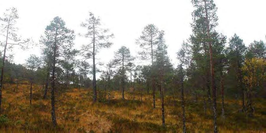 6.1.3 Omfang, konfliktpunkter og konsekvenser alternativ 1.0 Prioriterte naturtyper blir i liten grad berørt og en unngår inngrep i områder med boreal regnskog.