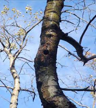 Nede ved nordvestbredden av Svartevatnet i området hvor ledningen krysser vannet står det en del grov skog med flotte busklavsamfunn med funn