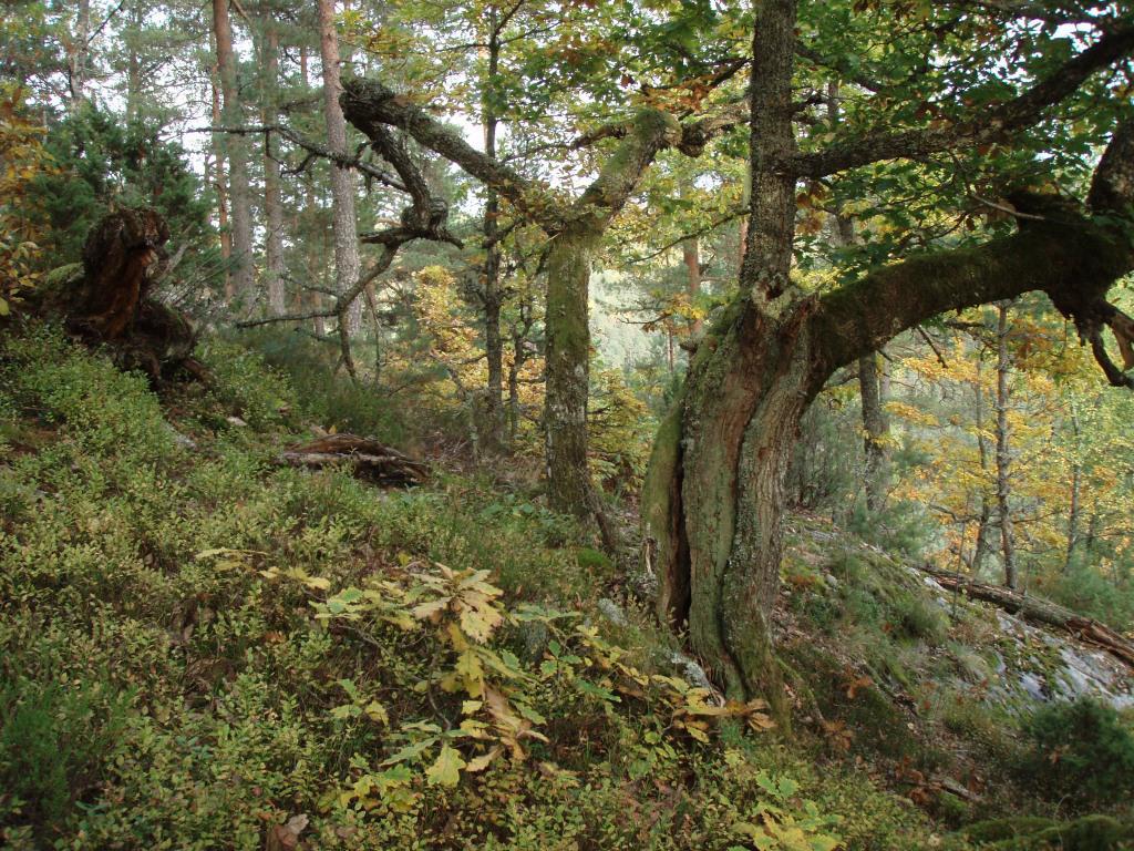 Fylkesmannen i Aust- og Vest-Agder Forslag til vern av Bjoruvstøl, Haresteinheia,