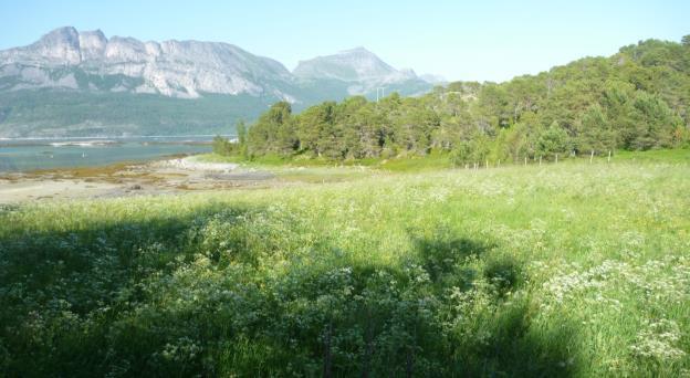 VEDLEGG 3 Områdebeskrivelse av to ikke-verdisatte slåttemarkslokaliteter Under befaringa den 8. juli 2014 ble det kartlagt flere enn de verdisatte lokalitetene på Tannøya.