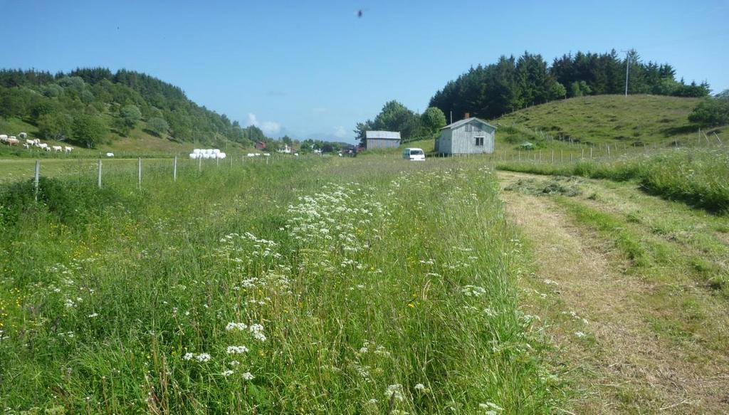 VEDLEGG 3 - Bilder Bilde 1. Slåttemarka i Sørgården sett mot nord.