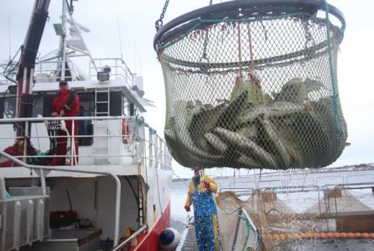 Bildet er fra vesterålen. En slik satsing vil kunne kombineres med annen nyskaping, slik som teinefangst av fisk.