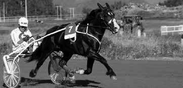 Start ca. kl. 13.00 Prøveløp 2100 m. Voltestart. Varmblods: 2 år 1.28,0 3 år 1.25,0 4 år og eldre 1.23,0 Kaldblods: 2 år 1.55,0 3 år 1.50,0 4 år og eldre 1.