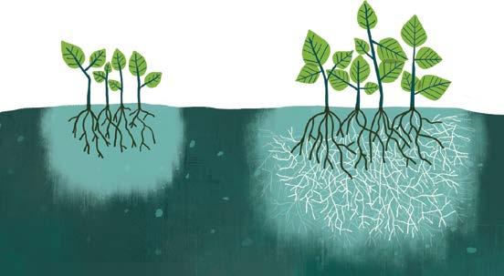 ئ ق أ. الطرات الجذرة - المكورزا: المكورزا Mycorrhizae مصطلح طلق عى مجموعة من الطرات تعش علقة تعاون مع بعض النباتات.