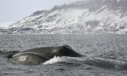 Polarinstitutt, og resultatene oppdateres årlig i MOSJ. Siden 2006 har vi, i et samarbeid mellom Norsk Polarinstitutt og Naturhistorisk museum, Universitetet i Oslo, hatt et prosjekt på grønlandshval.