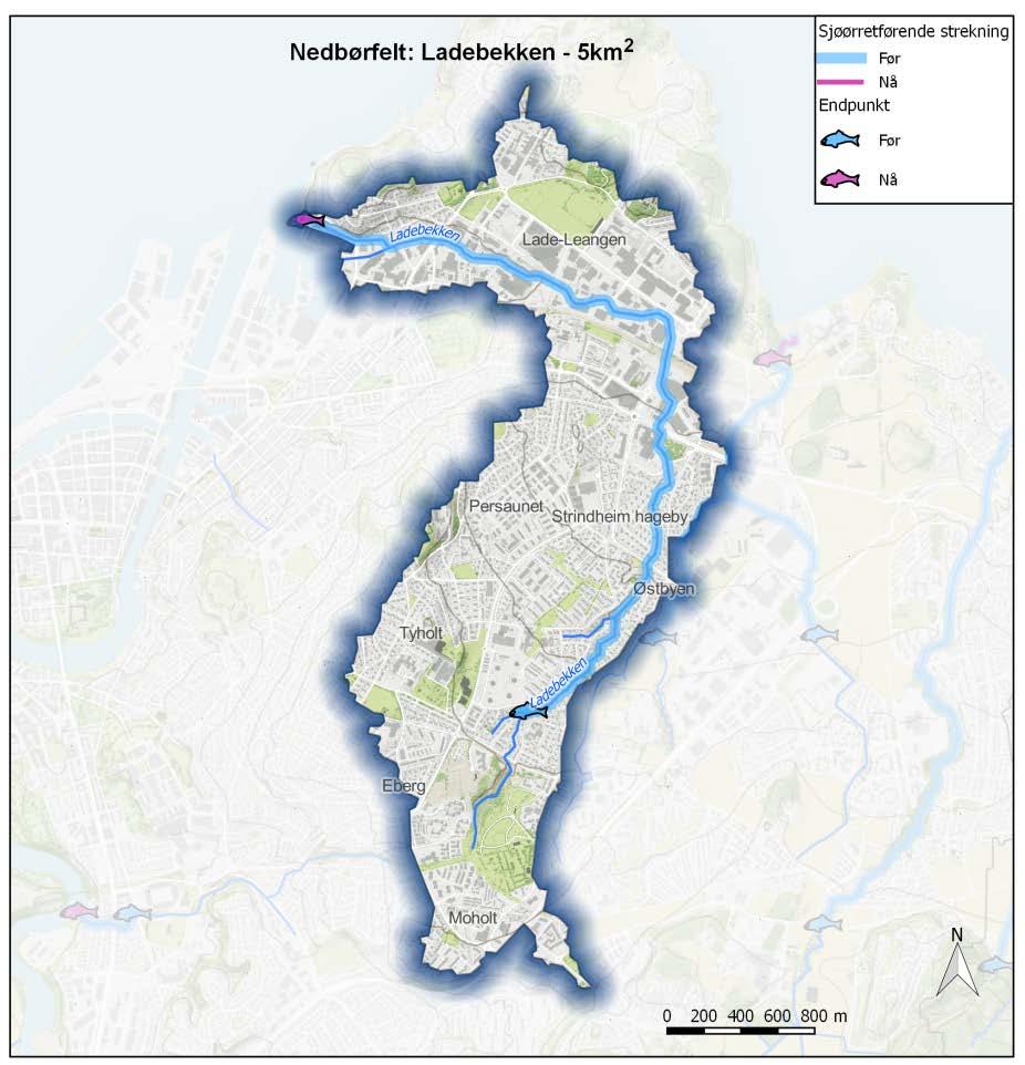 Figur 13. Kart over Ladebekken, som viser tidligere sjøørretførende strekninger (Blått fiskesymbol) og dagens strekning (Rødt fiskesymbol). Kart utarbeidet av Trondheim kommune. 3.1.2 Tilløpsbekker til Nidelva Nidelva har en lakseførende strekning på ca.