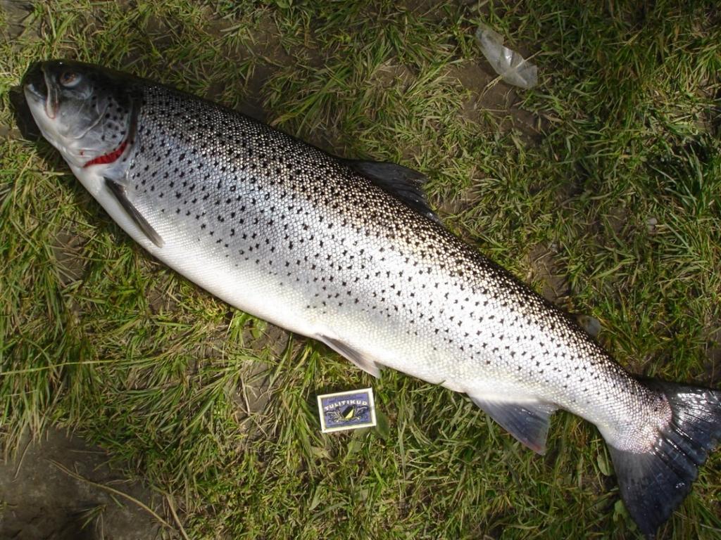 deler av Trondheimsfjorden. Bestanden i større elver i regionen, som f.eks. Gaula (Solem mfl. 2016, 2017), ser ut til å ha kollapset.