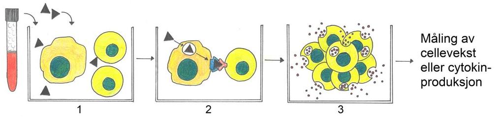 11 Figur 5. Lymfocytt transformasjonstest påviser T-celler som gjenkjenner Borrelia Trinn1.