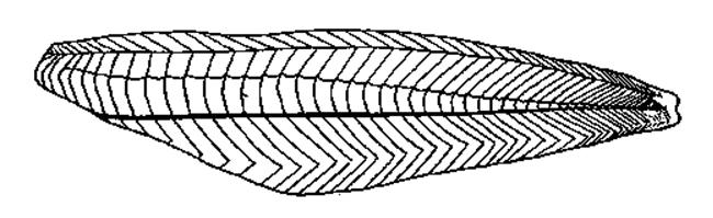 1 INTRODUKSJON muskelen (Murray & Burt 2001). Et tverrsnitt av fiskemuskel er gitt i Figur 1.3. Figur 1.2: Skisse av fiskemuskel. (Murray & Burt 2001) Figur 1.
