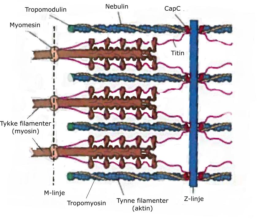 1 INTRODUKSJON hoder i enden (Offer et al. 1989). Proteinet aktin utgjør 15-20 % av myofibrillproteinene i fiskemuskel, og er hovedkomponenten i de tynne filamentene.