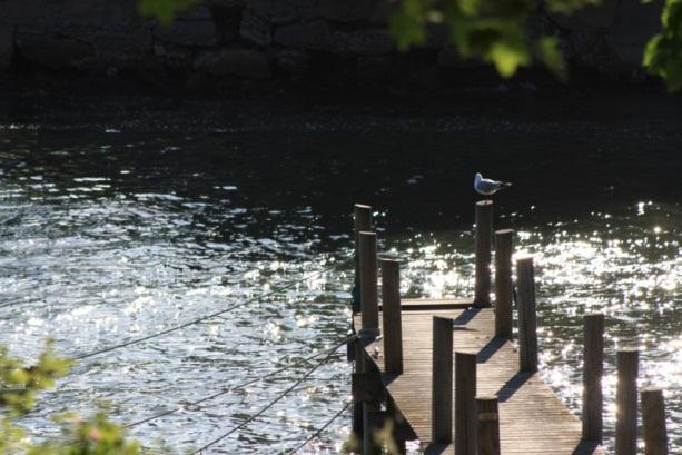 Førsteinntrykk: Førsteinntrykket mitt av dette bildet er en fredelig sommerdag ute ved vannet. En måke har satt seg godt til rette på bryggen og du kan se sollyset reflektere i vannet.