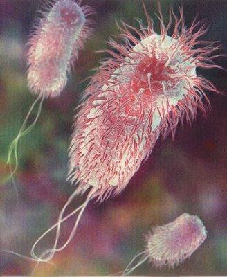 Sykdomsfremkallende bakterier (patogener) Det var ingen tegn til sykdomsfremkallende bakterier (Salmonella sp. Yersinia sp.