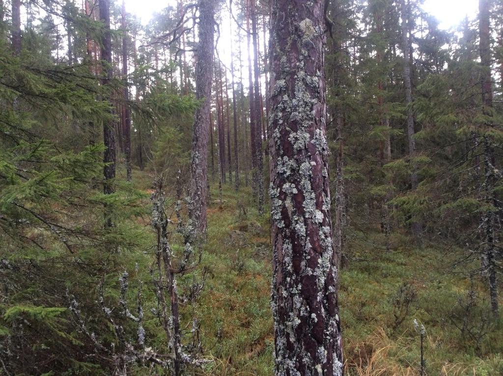 Bilder fra området Rivekrakken Eldre furuskog