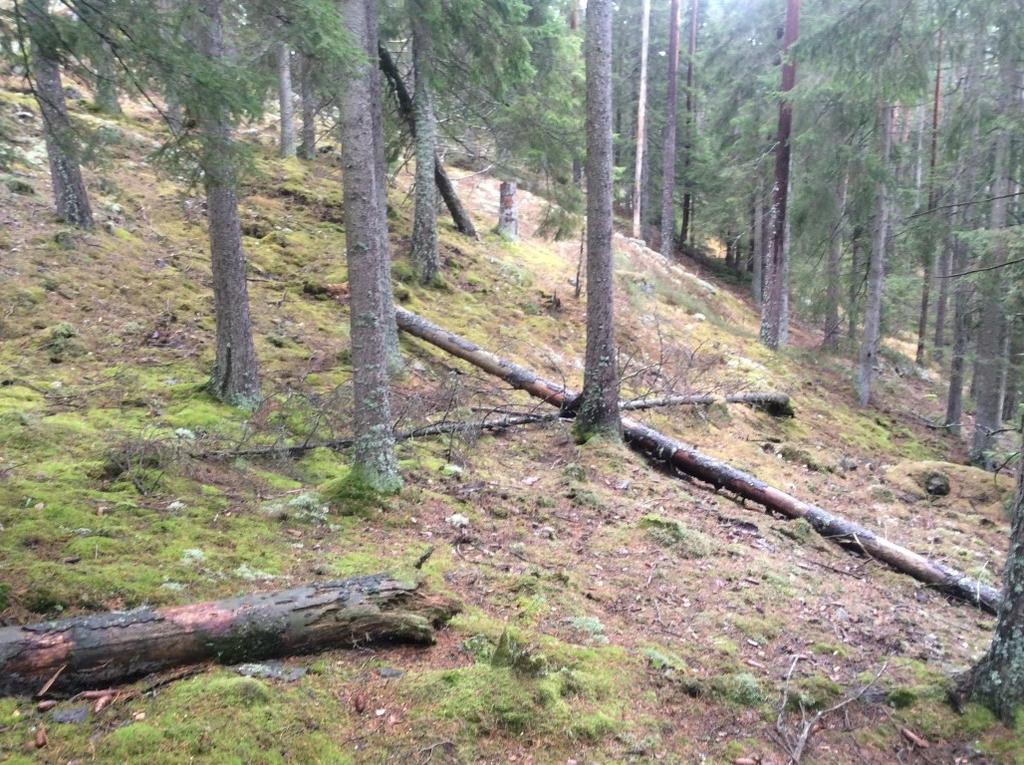 Foto: Anders Thylén Produksjonsskog på høyere