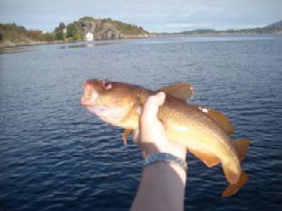 I Pioner barnehager ønsker vi å tilstrebe og tilby fiskealternativer til måltidene.