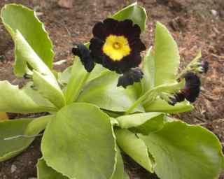 Hageaurikler trives i sol og halvskygge og fuktig moldjord. Må plantes om med noen års mellomrom. Kr. 60.-/stk.