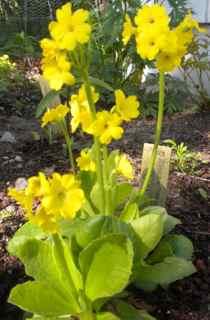 Store, flotte blomsterhoder, en skikkelig skjønnhet!. Blomstrer i mai/juni.  Kr 60,-/stk. Primula x pubescens Sjona, Hageaurikkel Gullgule blomster på lange stilker.