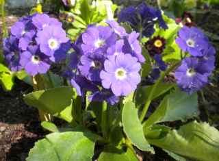 Primula x bubescens Tromsø, Hageaurikkel Nydelig lilla aurikkel med lite, hvitt svelg. Planten er samlet inn fra en hage i Krogenesvegen i Tromsø.