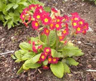 Aurikler trives i sol og lett skygge, og liker fuktig moldjord. Må omplantes med noen års mellomrom. Svært hardfør. Kr 60,-/stk Primula elatior-hybrid, Hageprimula Friskt røde blomster med gult øye.