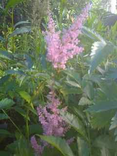 Astilbe Greftegreff, Spir, lys rosa Planten har sitt opphav i en hage på Greftegreff i Jevnaker, og har historie tilbake til før 1950.