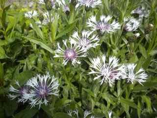 55,-/stk Astrantia major, Stor stjerneskjerm Opphavet til dette eksemplaret av stor stjerneskjerm har kjent historie tilbake til tidlig 1900 tall.