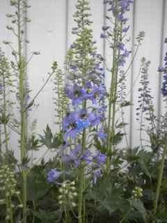 Delphinium elatum, syrinfarget ridderspore Dette er en nydelig ridderspore, med syrin- eller fiolettfargete blomster. Ganske sjelden å se i dagens hager.