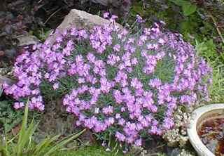 Den blir 180-200cm høy og blomstrer trofast hvert år i juli-august. Trass i høye, kraftige blomsterstengler, må planten støttes/bindes opp for å komme til sin rett.